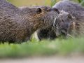 Ragondins (Myocastor coypus)