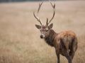 Cerf (Cervus elaphus)