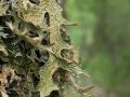 Lichen pulmonaire (Lobaria pulmonaria)