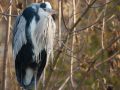Héron cendré (Ardea cinerea)