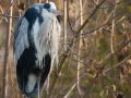 Héron cendré (Ardea cinerea)