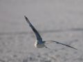 Mouette en vol (Larus sp.)