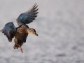 Cane colvert en vol (Anas platyrhynchos)