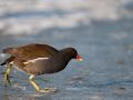 Poule d'eau (Gallinula chloropus)