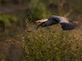 Héron cendré (Ardea cinerea)