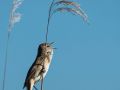 Rousserolle turdoïde dans les phragmites