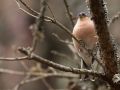 Pinson des arbres mâle (Fringilla cœlebs)