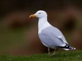 Goeland argenté (Larus argentatus)