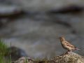 Moineau domestique femelle (Passer domesticus)