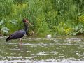 Cigogne noire (Ciconia nigra)