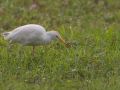 Héron gardeboeufs (Bubulcus ibis)