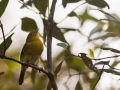 Common Iora (Aegithina tiphia)