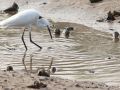 Aigrette garzette (Egretta garzetta)