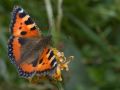 Petite Tortue (Aglais urticae)