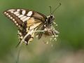 Machaon (Papilio machaon)