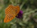 Tabac d'Espagne (Argynnis paphia)