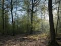 Souche d'un gros bois de chêne en futaie irrégulière à chêne dominant. Seul le sous-étage de charme a débourré.