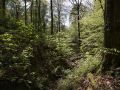 Gros hêtre en bordure de talweg creusé par un ruisseau dans le Bassigny.