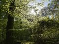 Trouée dans la canopée.