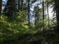Sous-étage de hêtre au printemps sous une futaie adulte de sapin pectiné
