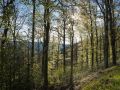 Hêtraie de versant au printemps dans les Vosges