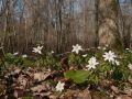 Anémone sylvie (Anemone nemorosa) en sous-bois