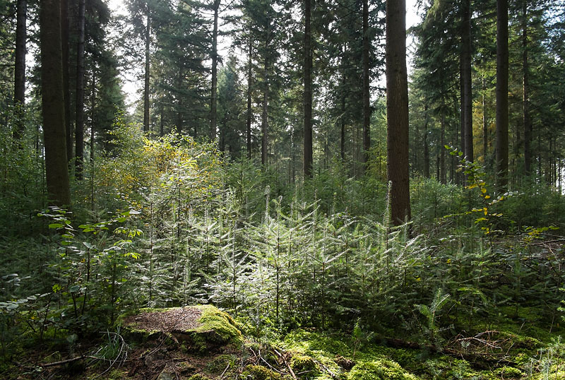 Petite forêt deviendra grande