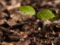 Semis de hêtre (Fagus sylvatica) en forêt domaniale de Verzy.