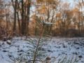 Semis de pin sylvestre sous la neige. Site des Faux de Verzy, Parc Naturel de la Montagne de Reims.