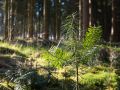 Semis de sapin dans une pessière d'Argonne