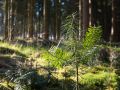 Semis de sapin dans une pessière d'Argonne