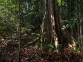 Arbre à contreforts dans le sous-bois