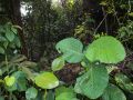 Grandes feuilles mouillées en sous-bois