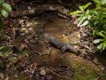 Water monitor lizard (Varanus salvator)