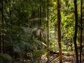 Sous-bois au soleil en lisière de trouée