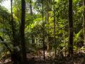 Sous-bois au soleil en lisière de trouée