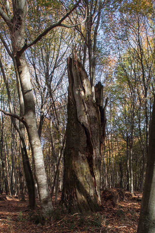 Chandelle d'un très gros bois de chêne dans une jeune hêtraie
