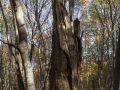 Chandelle d'un très gros bois de chêne dans une jeune hêtraie