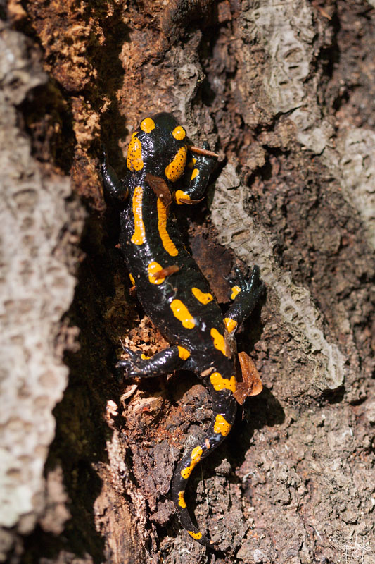 Salamandre (Salamandra salamandra)