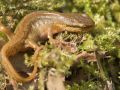 Triton palmé femelle (Triturus helveticus)