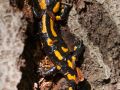Salamandre (Salamandra salamandra)