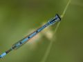 Agrion jouvencelle mâle (Cœnagrion puella)