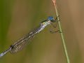 Leste dryade (Lestes dryas)