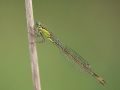 Agrion élégant femelle (Ischnura elegans)