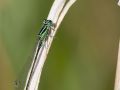 Agrion élégant mâle immature (Ischnura elegans)