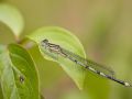 Agrion de Vander Linden mâle (Erythromma lindenii)