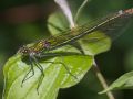 Calopteryx éclatant femelle (Calopteryx splendens)