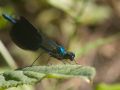 Calopteryx éclatant mâle (Calopteryx splendens)