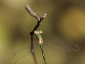 Leste verdoyant femelle (Lestes virens vestalis)