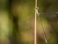 Leste verdoyant mâle (Lestes virens vestalis)